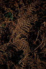 Fern in Sunlight at Autumn