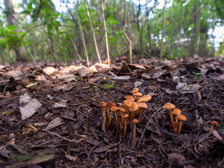 Wide angle photography of a group of golden trumpet mushrooms and a wooden animal on the ground of a forest near the colonial town of Villa de Leyva in the central Andean mountains of Colombia.