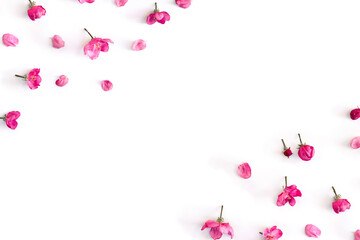 Pink flowers and petals apple tree on a white background with space for text. Top view, flat lay