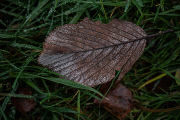 A Frosty Textured Brown Leaf