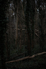 A Fallen Tree in a wood