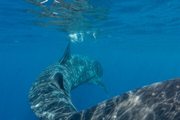 Whale Shark, Isla Mujeres, Mexico