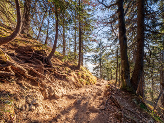 Obraz premium Nature Bavarian Forest Trail during Autumn up to the mountain to the Top of the Herzogstand