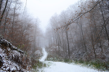 Obraz na płótnie Canvas Landscape of spooky winter forest covered by mist