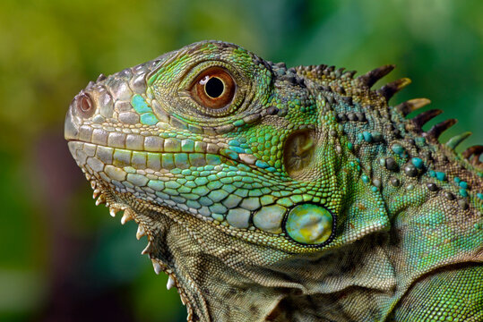 Green iguana // Gr&uuml;ner Leguan (Iguana iguana)
