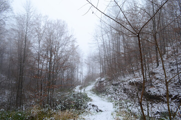 Landscape of spooky winter forest covered by mist