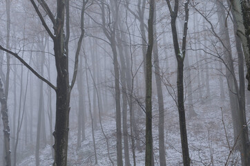 Landscape of spooky winter forest covered by mist