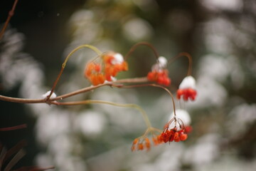 Rowan branch close-up in the snow. Winter garden