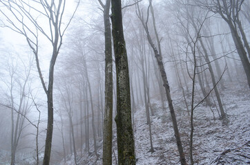 Fototapeta na wymiar Landscape of spooky winter forest covered by mist