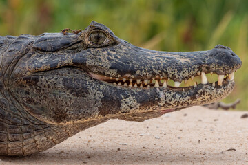 Caiman, Pantanal