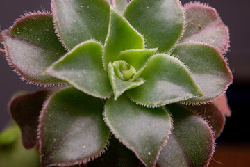 green succulent cactus macro close up