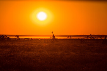 giraffe silhouette in the glowing orange sunset  in Etosha National park © Martin Gruber