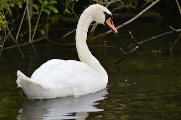swans on the lake