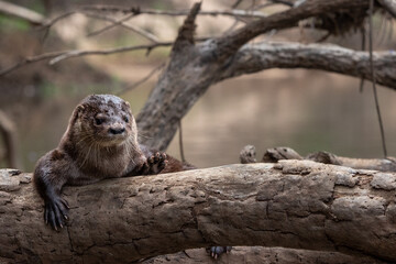 Neotropical Otter, Pantanal