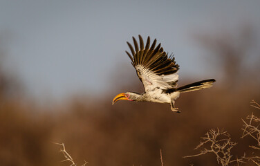 Common african hornbill