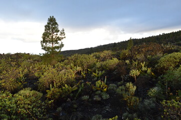 forest in the mountains