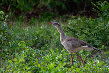 Red-legged Seriema, Pantanal