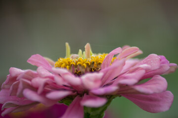 Beautiful pink Common Zinnia (Zinnia elegans) flower in the garden, single autumn flower in the park with droplets after rain. Blooming flower with yellow stamens 