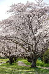 Obraz premium 満開の桜