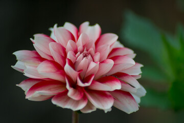 Candy striped dahlia, single dalia flower in the garden, nature outdoors, beautiful red and white petals close-up