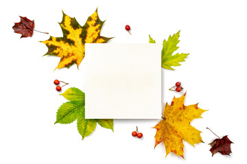 Naklejka na ściany i meble Autumn flat lay. Dried green leaves, yellow leafs and red berries in shape frame isolated on white background with blank space for text. Flat lay, top view, copy space.