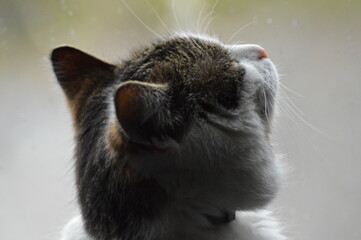 cat
