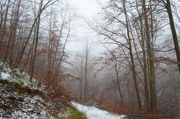 Landscape of spooky winter forest covered by mist