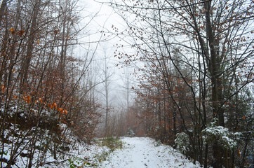 Fototapeta premium Landscape of spooky winter forest covered by mist