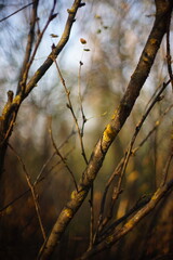 Bare tree with thin branches in the autumn forest.