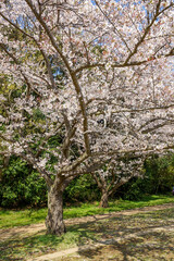 満開の桜