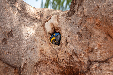 Hyacinth Macaw in tree hole nest, Pantanal © Angiolo