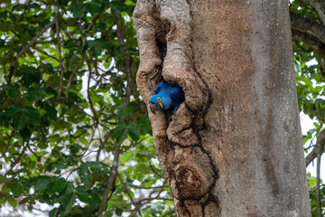 Hyacinth Macaw in tree hole nest, Pantanal © Angiolo