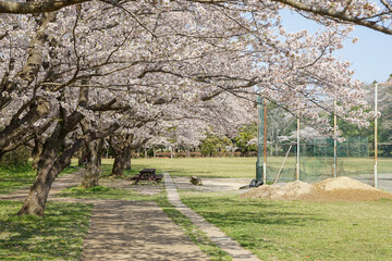 満開の桜