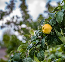Apples on a branch closeup in autumn