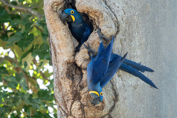Hyacinth Macaw pair in tree hole nest, Pantanal © Angiolo