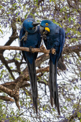 Hyacinth Macaw pair, Pantanal