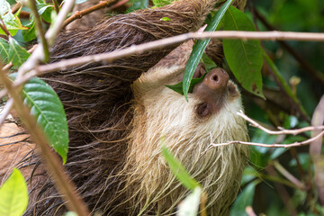Fototapeta premium Sloth eating leaves in the Costa Rican jungle