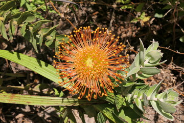 Nadelkissen-Silberbäume oder Nadelkissen, Leucospermum cordifolium, kommt  im Westkap, Südafrika, vor und gedeiht im Fynbos.
