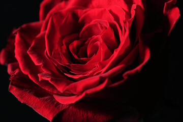 Red rose valentine day closeup macro design, romantic floral concept in dark moody style with copy space, close-up, macro, happy valentine's day postcard
