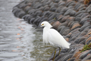 Young Snowy Egret Hunting For Fish 