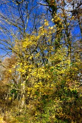 AUTOMNE CAMPAGNE ISERE