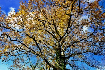 ARBRE AUTOMNE AIN FRANCE