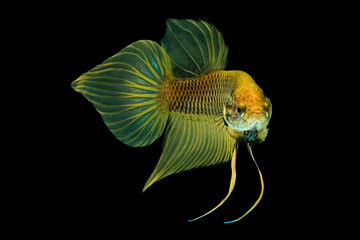 Yellow wild betta fish, Siamese fighting fish, Pla-kad (Biting fish) isolated on black background.
