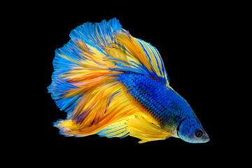 Blue and  Yellow tail Betta fish,Siamese fighting fish,siamese fighting fish betta splendens (Halfmoon betta,Betta splendens Pla-kad ( biting fish) isolated on black background.