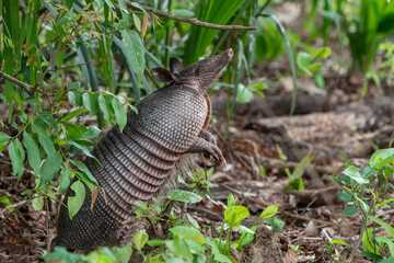 Nine-banded Armadillo, Pantanal