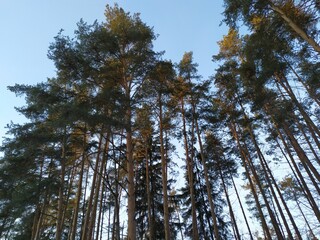pine trees in the winter  forest with blue sky