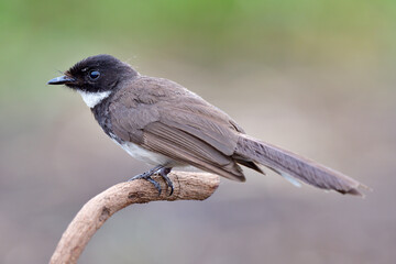 Obraz premium Malaysian pied fantail (Rhipidura javanica) lovely brown to black bird happily perching on curve branch