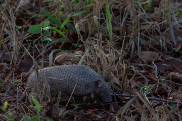 Southern Naked-tailed Armadillo, Pantanal