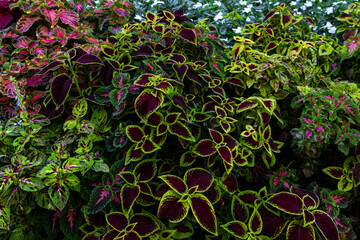 Close up green and red coleus solenostemon hybrida leaves background iin Santa Cruz, Tenerife