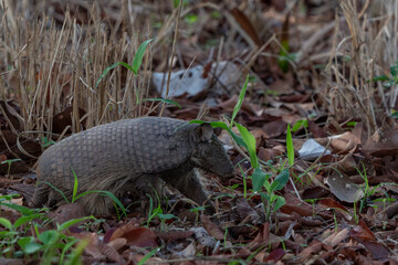 Southern Naked-tailed Armadillo, Pantanal